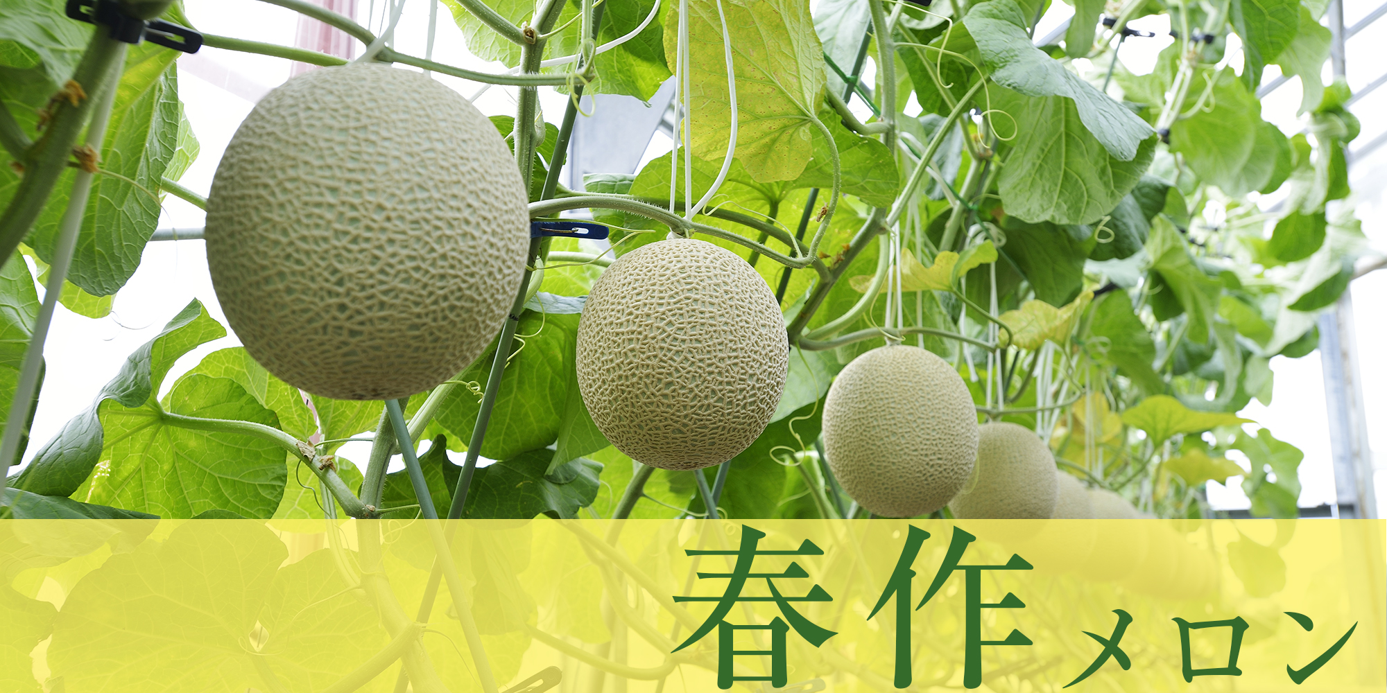 メロンの松香園｜通販・ギフト｜静岡 磐田
