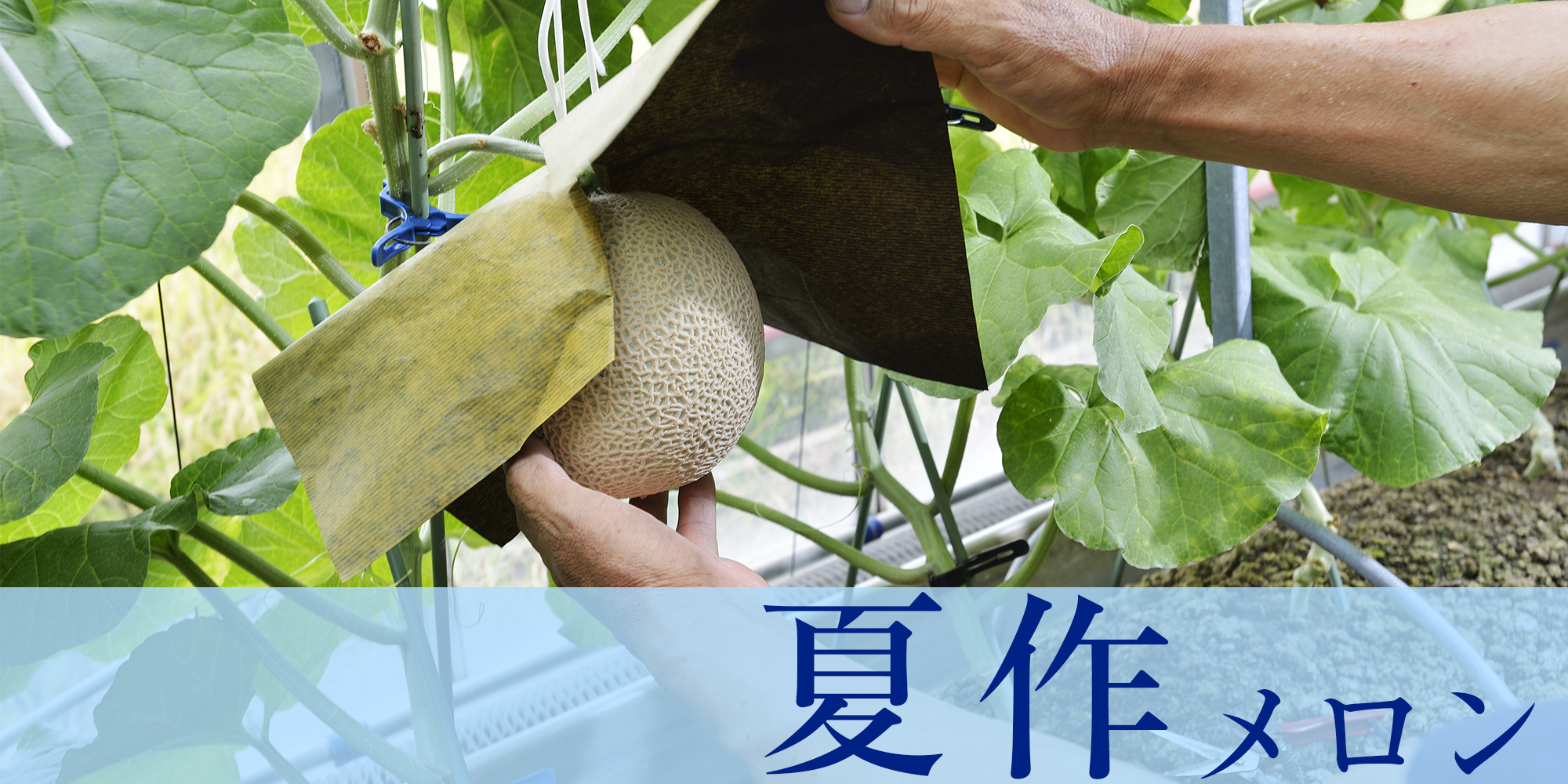 メロンの松香園｜通販・ギフト｜静岡 磐田