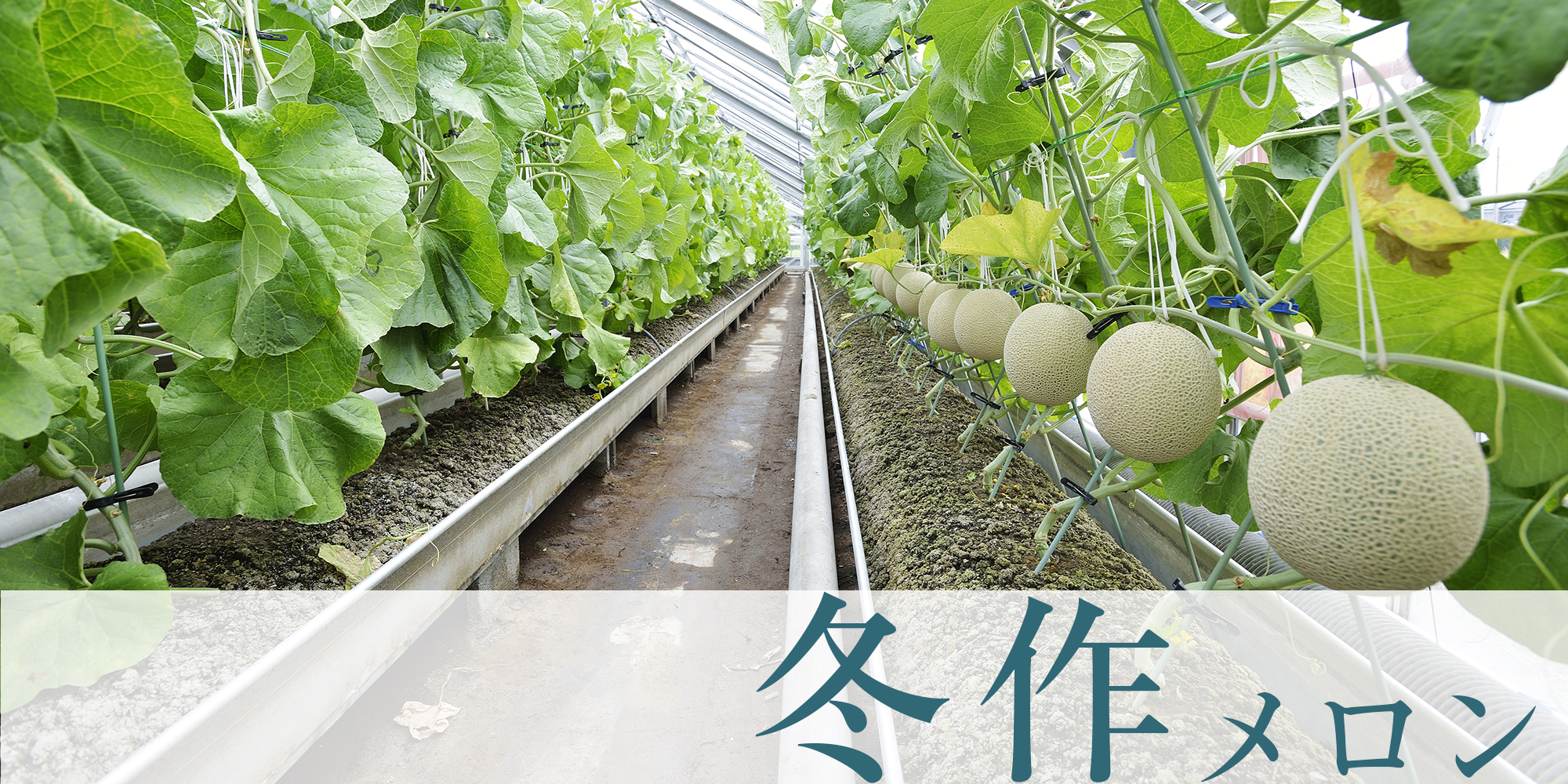 メロンの松香園｜通販・ギフト｜静岡 磐田